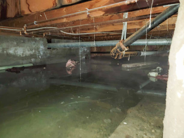Best Water damage cleanup near me  in Gotha, FL