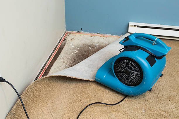 Best Water damage cleanup near me  in Gotha, FL